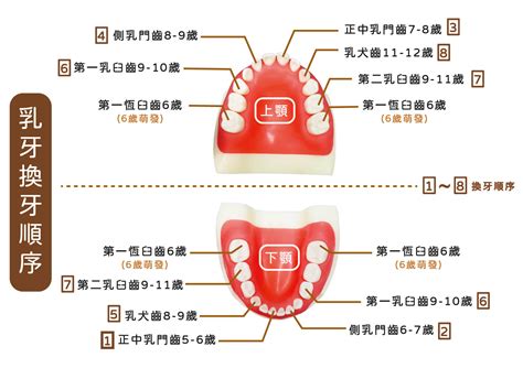 門牙掉了多久會長|兒童換牙二三事？乳牙恆牙迷思大解惑